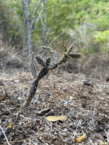 Opuntia repens, photograph 4