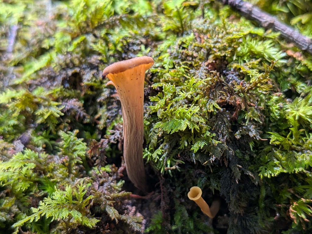 Eastern Black Trumpet · July 2026 · photo: Photo: no rights reserved · iNaturalist