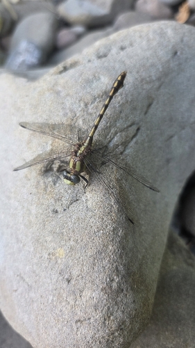 iNaturalist observation photo of Dragonflies