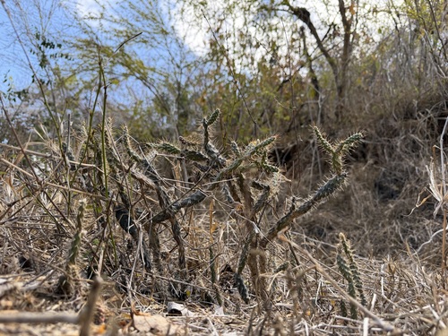Opuntia repens, photograph 3