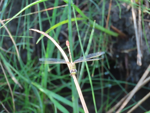 Eastern Ringtail