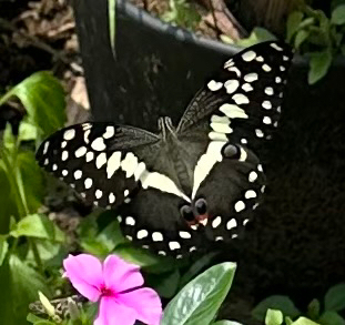 Citrus Swallowtail