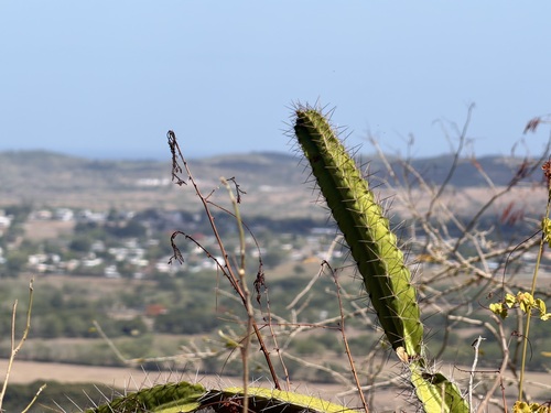Leptocereus quadricostatus, photograph 5