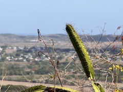Leptocereus quadricostatus, photograph (c) Alex Doyle, some rights reserved (CC BY)