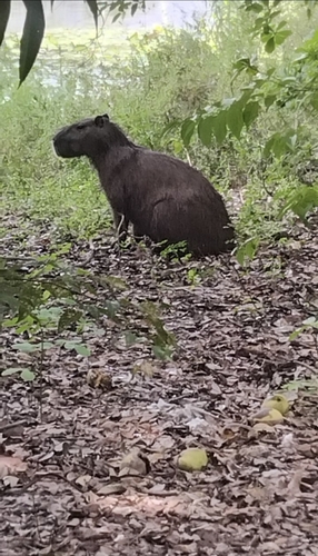 Capybara