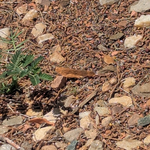 Speckle-winged Rangeland Grasshopper