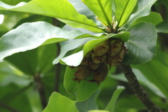 Myotis formosus flavus