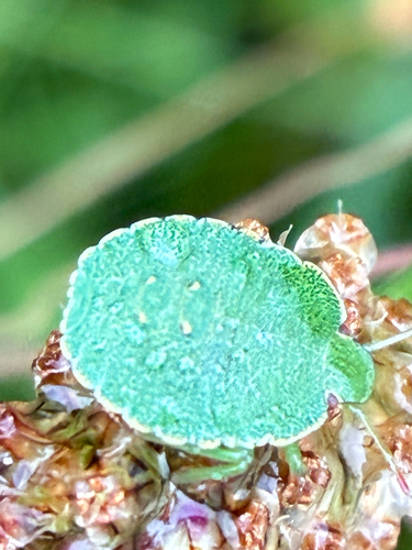 Green Shield Bug
