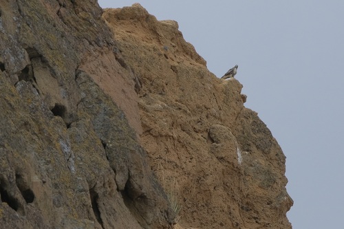 Prairie Falcon