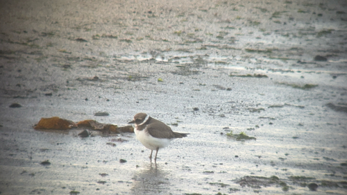 iNaturalist image