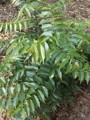 Sapindus saponaria