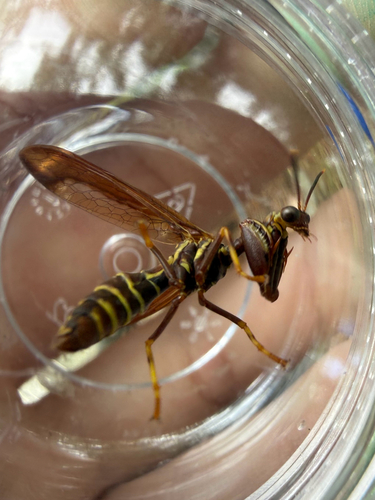 Brown Wasp Mantidfly