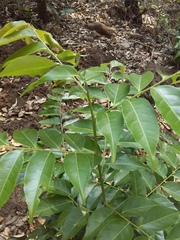 Sapindus saponaria