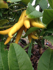 Citrus medica sarcodactylis