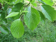 Cornus controversa