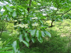 Cornus controversa