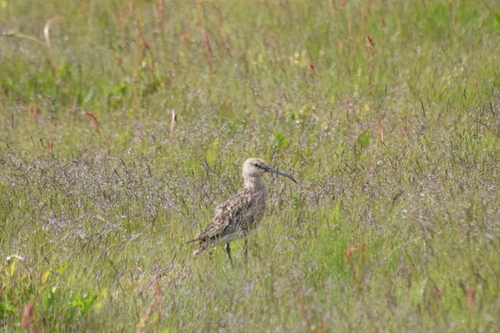 iNaturalist image