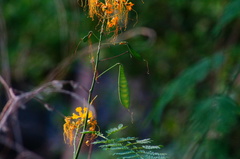 Caesalpinia pulcherrima flava