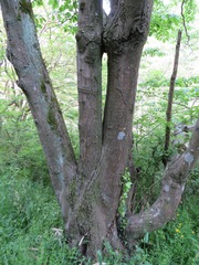 Cornus controversa