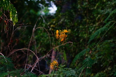 Caesalpinia pulcherrima flava