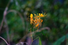 Caesalpinia pulcherrima flava