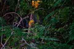 Caesalpinia pulcherrima flava
