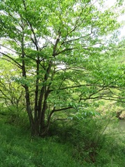 Cornus controversa