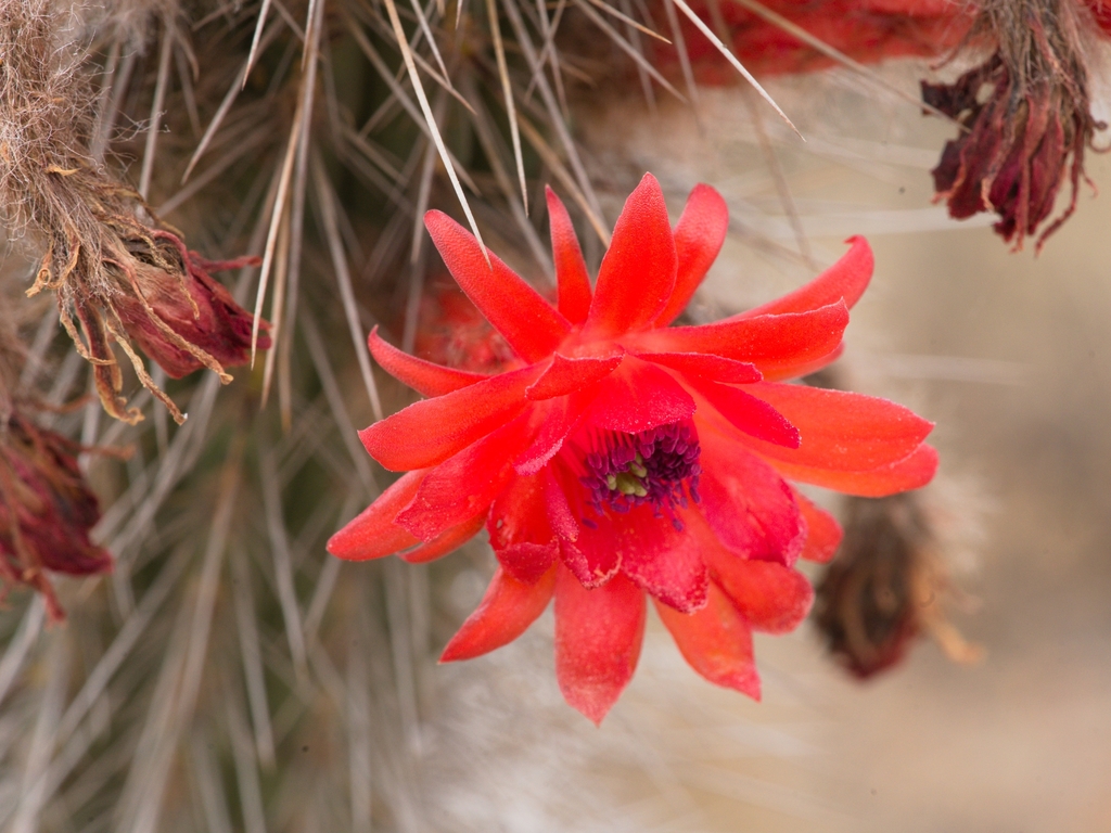 Borzicactus sepium; photograph (c) Esteban Poveda, some rights reserved (CC BY)