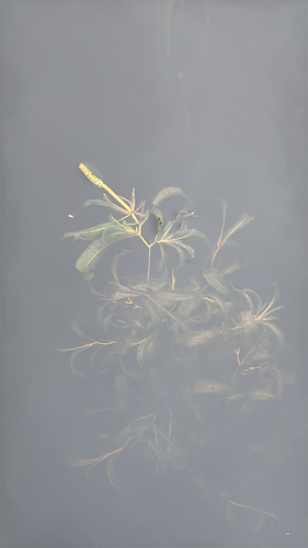 Shining Pondweed