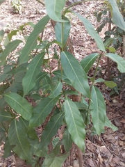 Nectandra