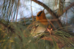 Peucedramus taeniatus