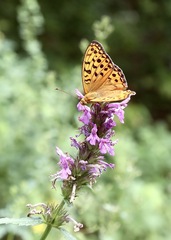 Betonica betoniciflora