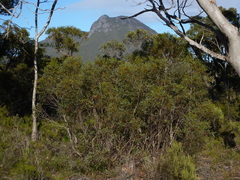 Eucalyptus xanthonema