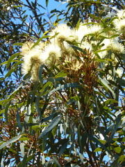 Eucalyptus macrandra