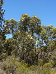 Eucalyptus macrandra