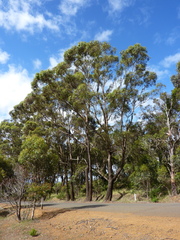 Eucalyptus cornuta