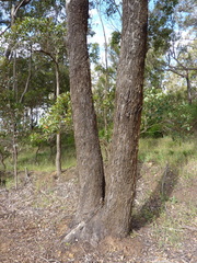 Eucalyptus cornuta