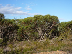 Eucalyptus erectifolia
