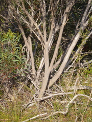 Eucalyptus erectifolia