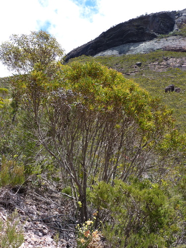 Eucalyptus ligulata