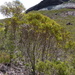 Eucalyptus ligulata stirlingica - Photo (c) Dean Nicolle, algunos derechos reservados (CC BY-NC), subido por Dean Nicolle