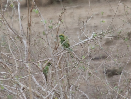 African Green Bee-eater