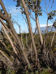 Eucalyptus pleurocarpa