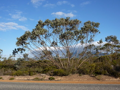 Eucalyptus pleurocarpa