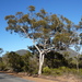 Eucalyptus wandoo wandoo - Photo 由 Dean Nicolle 所上傳的 (c) Dean Nicolle，保留部份權利CC BY-NC