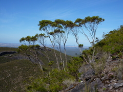 Eucalyptus talyuberlup