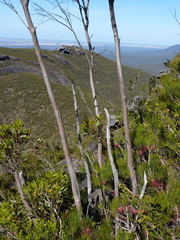 Eucalyptus talyuberlup