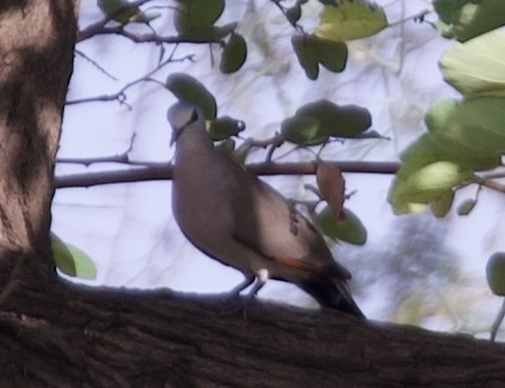 Black-billed Wood-Dove