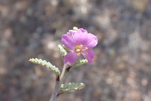 Melochia tomentosa, photograph 2