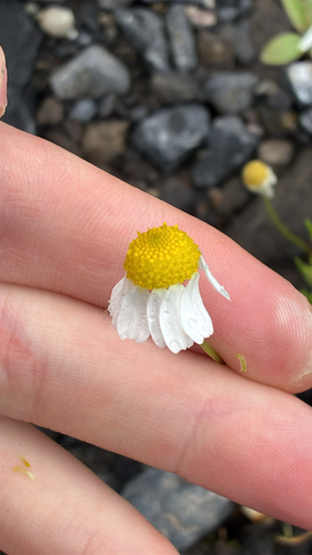 German Chamomile